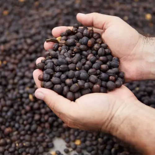 Kenya E (Elephant, very large but rare)