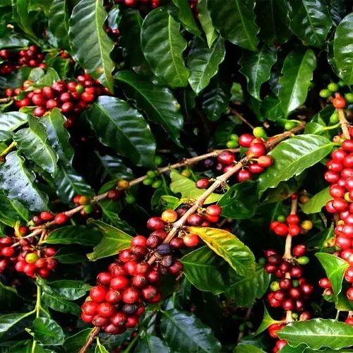 Uganda (small, commercial)